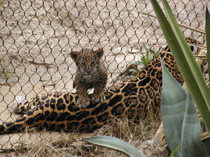 Baby Jaguar