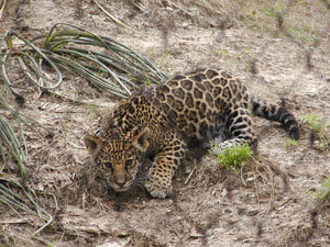 Baby Jaguar