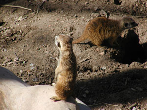 Meerkats on guard