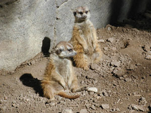 Meerkats relaxing