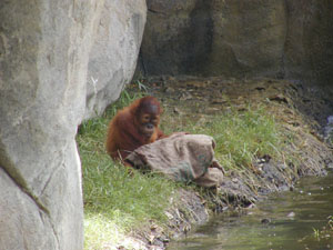 Baby Orangutan in Sept 2001