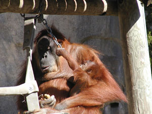 Baby Orangutan in February 2002