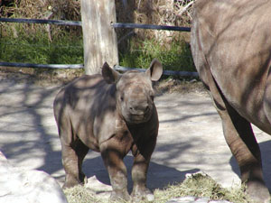 Baby Black Rhino