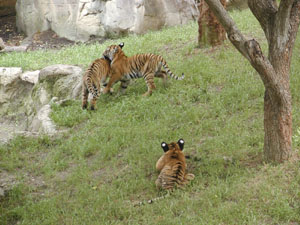 Tigers (1)