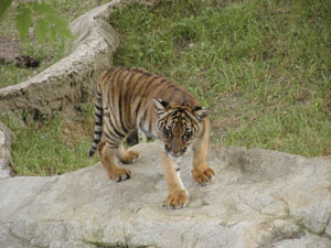Tigers (2)