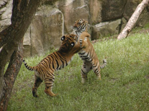 Tigers (3)