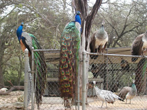 Peacocks