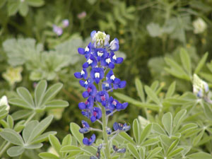 Bluebonnet