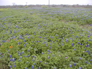 Bluebonnet Field (1)