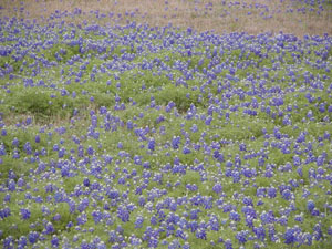 Bluebonnet Field (2)