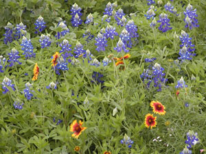 Bluebonnet Field (3)