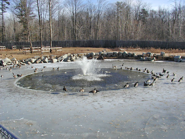 Canadian Geese