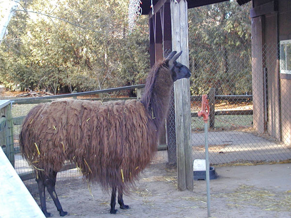 Llama