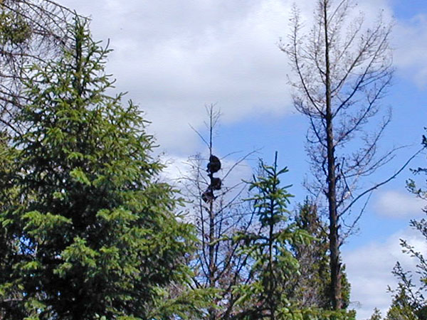Black Bears in tree